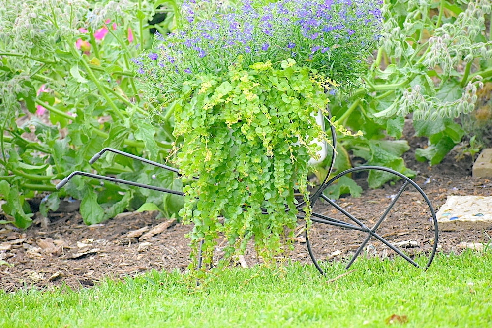 Wheelbarrow Plant Holder for 10" Pots - Wrought Iron