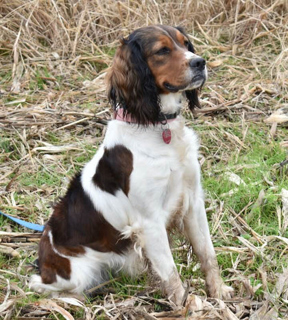 Cocalico Puppies